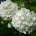 White pom pom tree flowers - pictures of flowers