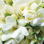 Cluster of white freesias picture