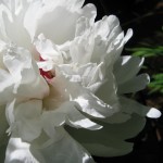 fluffy-white-flower pictures