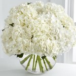 white hydrangeas photo in vase