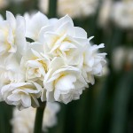 Picture of white jonquils