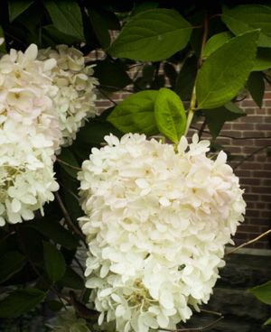 Hydrangea1.jpg